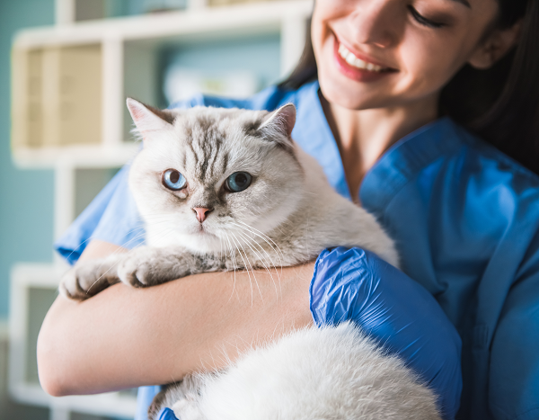 image for August 22 is Take Your Cat to the Vet Day